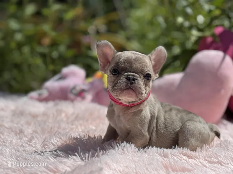 Isabella – French Bulldog puppy for sale in Lehigh Acres, FL