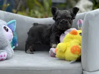 Cosmos, a male French Bulldog for sale in Lehigh Acres, FL – Photo 3 of 3