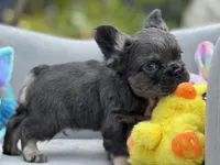 Cosmos, a male French Bulldog for sale in Lehigh Acres, FL – Photo 2 of 3