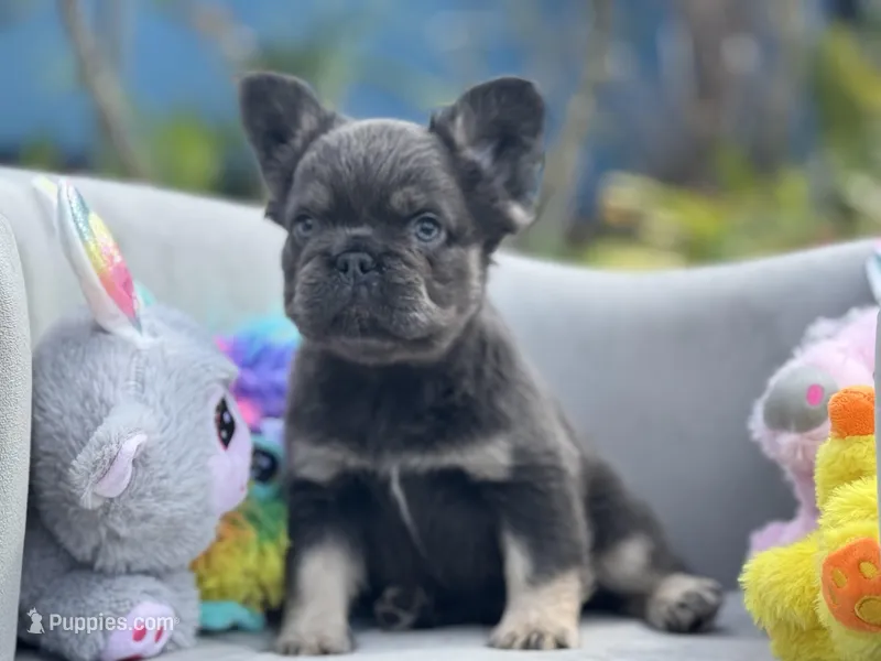 Cosmos – French Bulldog puppy for sale in Lehigh Acres, FL