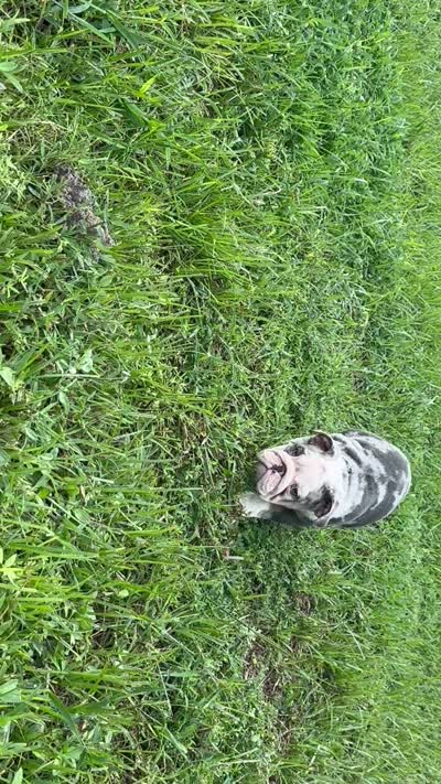Luke Skywalker, a male English Bulldog for sale in Lehigh Acres, FL – 3 of 3