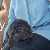 Lacey, a female Chinese Shar-Pei for sale in Kahoka, MO – Photo 3 of 5