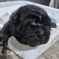 Lacey, a female Chinese Shar-Pei for sale in Kahoka, MO – Photo 4 of 5