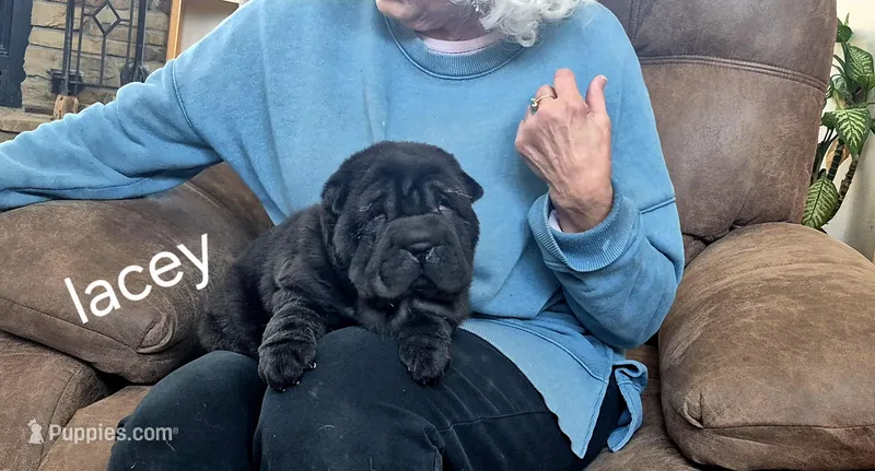 Lacey – Chinese Shar-Pei puppy for sale in Kahoka, MO