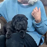 Lacey, a female Chinese Shar-Pei for sale in Kahoka, MO – Photo 2 of 5