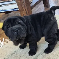 Lacey, a female Chinese Shar-Pei for sale in Kahoka, MO – Photo 1 of 5