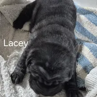 Lacey, a female Chinese Shar-Pei for sale in Kahoka, MO – Photo 5 of 5