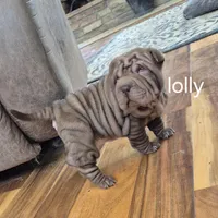 Lolly, a female Chinese Shar-Pei for sale in Kahoka, MO – Photo 1 of 5
