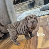 Lolly, a female Chinese Shar-Pei for sale in Kahoka, MO – Photo 2 of 5