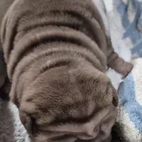 Lolly, a female Chinese Shar-Pei for sale in Kahoka, MO – Photo 5 of 5
