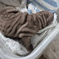 Lolly, a female Chinese Shar-Pei for sale in Kahoka, MO – Photo 4 of 5