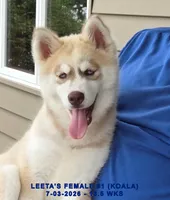 LEETA'S FEMALE #1, a female Siberian Husky for sale in Manilla, IA – 2 of 10