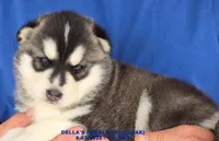 DELLA'S FEMALE #2, a female Siberian Husky for sale in Manilla, IA – 8 of 9