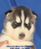 DELLA'S MALE #4, a male Siberian Husky for sale in Manilla, IA – 6 of 7