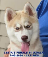 LEETA'S FEMALE #1, a female Siberian Husky for sale in Manilla, IA – 5 of 10