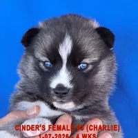 CINDER'S FEMALE #3, a female Siberian Husky for sale in Manilla, IA – Photo 6 of 10