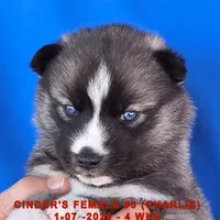 CINDER'S FEMALE #3, a female Siberian Husky for sale in Manilla, IA – Photo 7 of 10