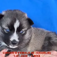 CINDER'S FEMALE #3, a female Siberian Husky for sale in Manilla, IA – Photo 10 of 10