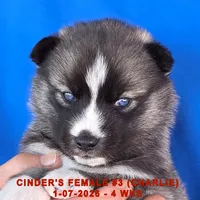 CINDER'S FEMALE #3, a female Siberian Husky for sale in Manilla, IA – Photo 2 of 10