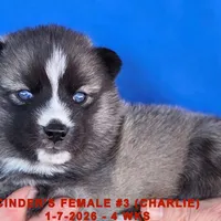 CINDER'S FEMALE #3, a female Siberian Husky for sale in Manilla, IA – Photo 3 of 10