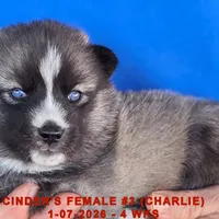 CINDER'S FEMALE #3, a female Siberian Husky for sale in Manilla, IA – Photo 1 of 10