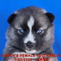CINDER'S FEMALE #3, a female Siberian Husky for sale in Manilla, IA – Photo 4 of 10