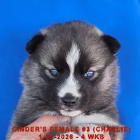 CINDER'S FEMALE #3, a female Siberian Husky for sale in Manilla, IA – Photo 8 of 10