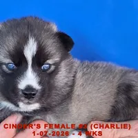 CINDER'S FEMALE #3, a female Siberian Husky for sale in Manilla, IA – Photo 5 of 10