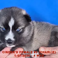 CINDER'S FEMALE #3, a female Siberian Husky for sale in Manilla, IA – Photo 9 of 10
