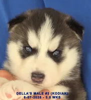 DELLA'S MALE #3, a male Siberian Husky for sale in Manilla, IA – 4 of 10