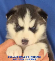 DELLA'S MALE #3, a male Siberian Husky for sale in Manilla, IA – 9 of 10