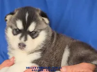DELLA'S FEMALE #2, a female Siberian Husky for sale in Manilla, IA – 4 of 9