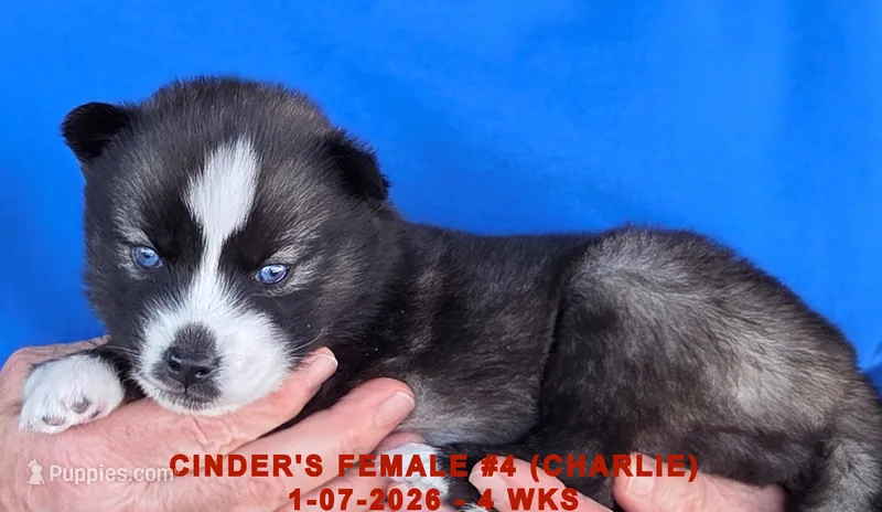 CINDER'S FEMALE #4