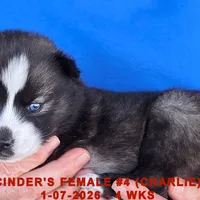 CINDER'S FEMALE #4, a female Siberian Husky for sale in Manilla, IA – Photo 1 of 9