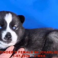 CINDER'S FEMALE #4, a female Siberian Husky for sale in Manilla, IA – Photo 9 of 9