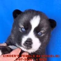 CINDER'S FEMALE #4, a female Siberian Husky for sale in Manilla, IA – Photo 2 of 9