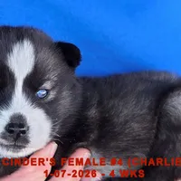 CINDER'S FEMALE #4, a female Siberian Husky for sale in Manilla, IA – Photo 8 of 9