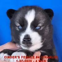 CINDER'S FEMALE #4, a female Siberian Husky for sale in Manilla, IA – Photo 7 of 9