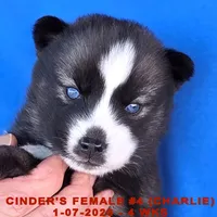 CINDER'S FEMALE #4, a female Siberian Husky for sale in Manilla, IA – Photo 6 of 9