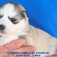 CINDER'S FEMALE #2, a female Siberian Husky for sale in Manilla, IA – Photo 3 of 5