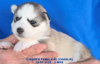 processed/c5da8ec5-314b-49ae-8eda-ad786f99f54f/listing/1c9db536-cb56-4d02-b366-e6594a2ea24d/32b10caa-9498-4151-a36d-61273dc6c2b7