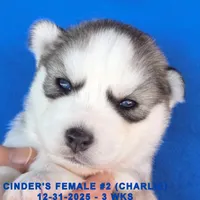 CINDER'S FEMALE #2, a female Siberian Husky for sale in Manilla, IA – Photo 5 of 5