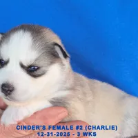 CINDER'S FEMALE #2, a female Siberian Husky for sale in Manilla, IA – Photo 1 of 5