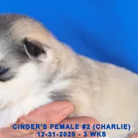 CINDER'S FEMALE #2, a female Siberian Husky for sale in Manilla, IA – Photo 4 of 5
