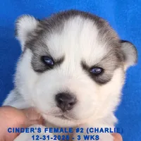CINDER'S FEMALE #2, a female Siberian Husky for sale in Manilla, IA – Photo 2 of 5