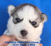 processed/c5da8ec5-314b-49ae-8eda-ad786f99f54f/listing/1c9db536-cb56-4d02-b366-e6594a2ea24d/d0fe8b9e-9a6d-4989-a19f-7190ae936c9b