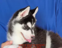 JAZZY'S MALE #6, a male Siberian Husky for sale in Manilla, IA – 8 of 9