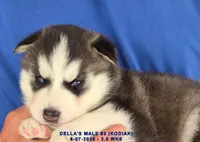 DELLA'S MALE #3, a male Siberian Husky for sale in Manilla, IA – 3 of 10