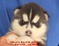 DELLA'S MALE #5, a male Siberian Husky for sale in Manilla, IA – 5 of 7