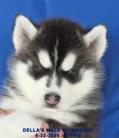 DELLA'S MALE #5, a male Siberian Husky for sale in Manilla, IA – 5 of 10